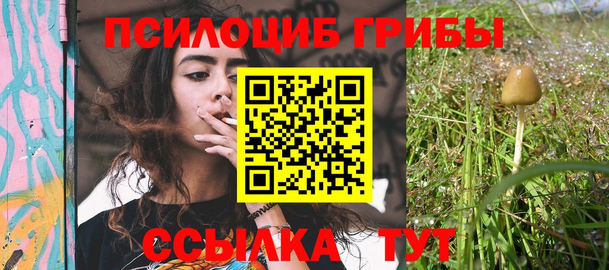 Псилоцибиновые грибы Psilocybine cubensis Сертолово